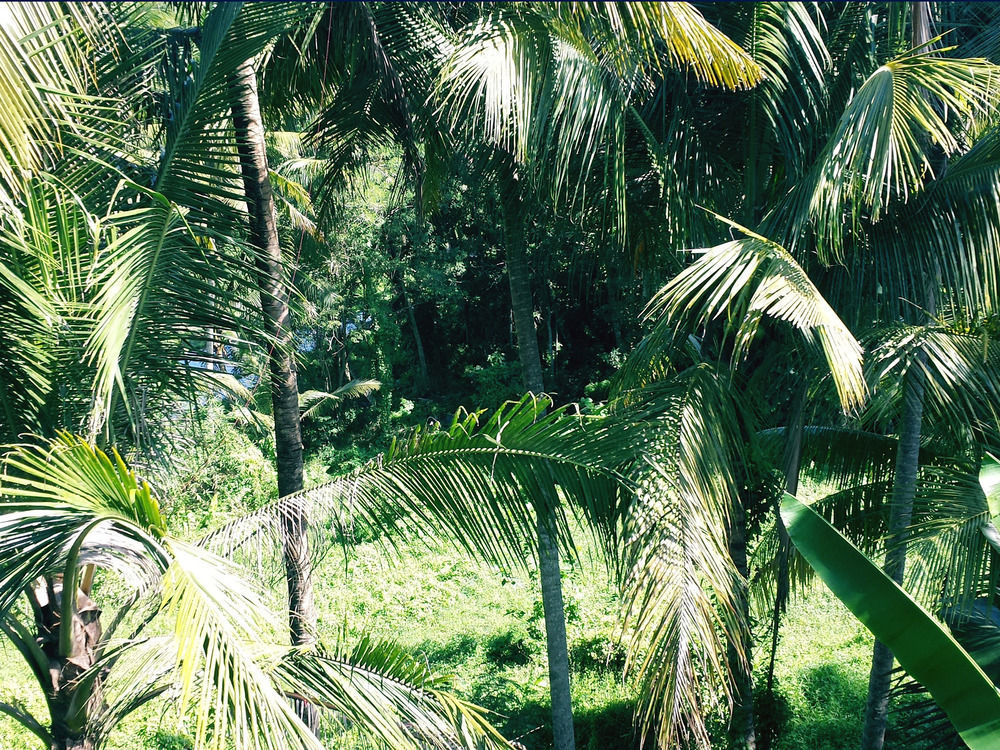 Oyo 1946 Terrace Campuhan Ubud Esterno foto